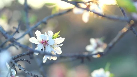 Beautiful Easter nature scene with blooming almond tree Stock Footage 72429473