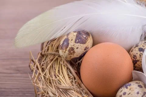 Beautiful easter straw basket with many eggs and white feather. Happy easter  Stock Photos