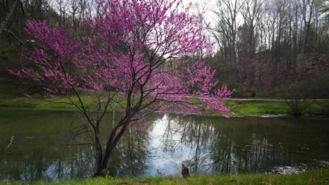 Beautiful eastern redbud tree with purple, pink and magenta flowers announcing Stock Footage 273056547