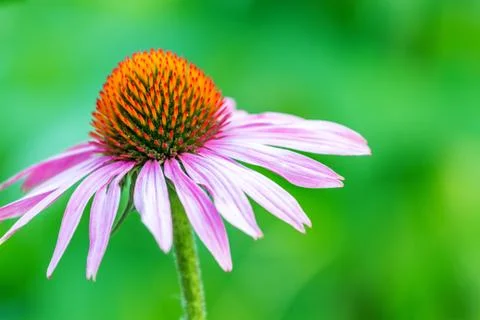 Beautiful echinacea Stock Photos