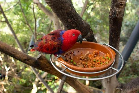 A beautiful eclectus parrot on a tree eats food from a feeder Stock Photos