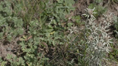 Beautiful edelweiss on the field Stock Footage 167367472