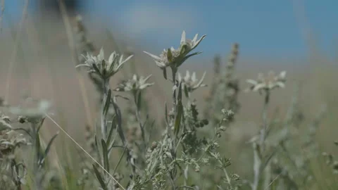 Beautiful edelweiss Stock Footage 167368352