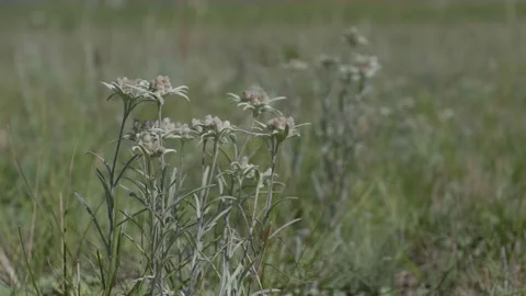 Beautiful edelweiss Stock Footage 167482799