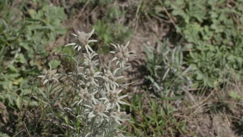 Beautiful edelweiss Stock Footage 167483024