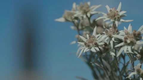 Beautiful edelweiss Stock Footage 167483692