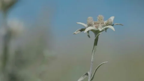 Beautiful edelweiss Stock Footage 167620092