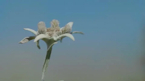 Beautiful edelweiss Stock Footage 168156580