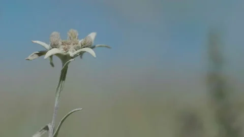 Beautiful edelweiss Stock Footage 168439763