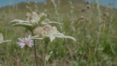 Beautiful edelweiss in the meadow Stock Footage 168155448