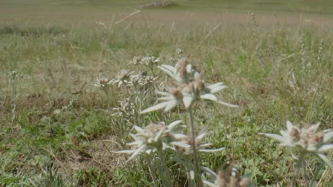 Beautiful edelweiss in motion Stock Footage 167367451