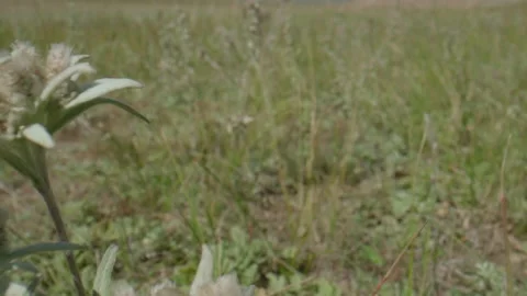Beautiful edelweiss in motion Stock Footage 167482947