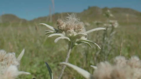 Beautiful edelweiss in motion Stock Footage 167619696