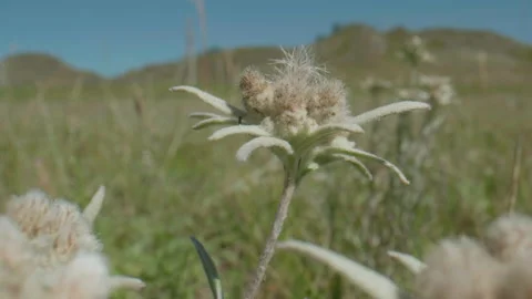 Beautiful edelweiss in motion Stock Footage 168155600