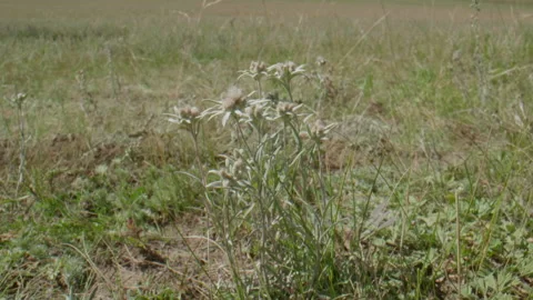 Beautiful edelweiss in motion Stock Footage 168361583