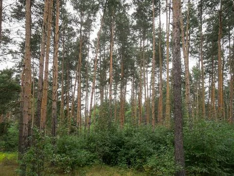 Beautiful edge of a pine forest Stock Photos