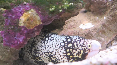 Beautiful eel under the coral called Snowflake Moray Eel ( Echidna Nebulosa ) Stock Footage 32325542