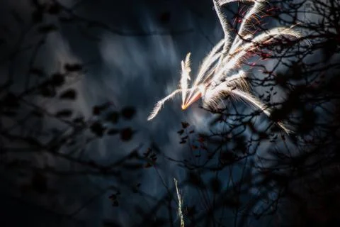 Beautiful effects from fireworks exploding in the sky above winter trees Foto stock