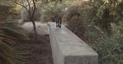 Beautiful Elegant Cat Walking on a Stone Bench Stock Footage 145477655