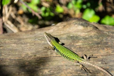 Beautiful elegant lizard. Stock Photos