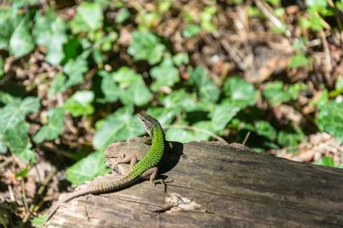 Beautiful elegant lizard. Stock Photos