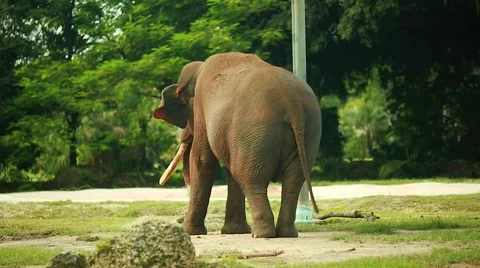 Beautiful elephant moving ears and tail Stock Footage 56221502