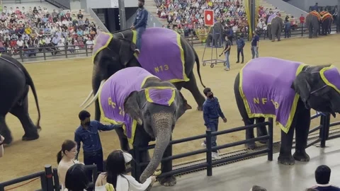 A beautiful elephant show Stock Footage 282206495