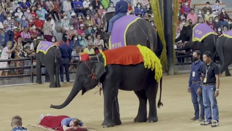 A beautiful elephant show. Stock Footage 282206499