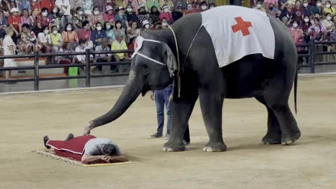 A beautiful elephant show Stock Footage 282429664