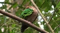 Beautiful Emerald Dove bird sitting close up on tree branch 4k or 4k+ Resolution