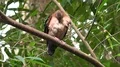 Beautiful Emerald Dove bird sitting close up on tree branch 4k or 4k+ Resolution