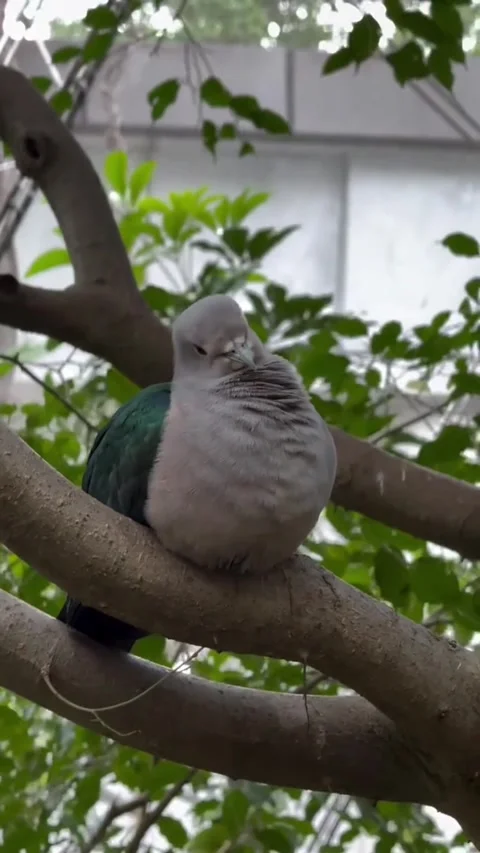 A beautiful emerald dove perched on a tree branch in a lush garden Vídeos de archivo 334635431