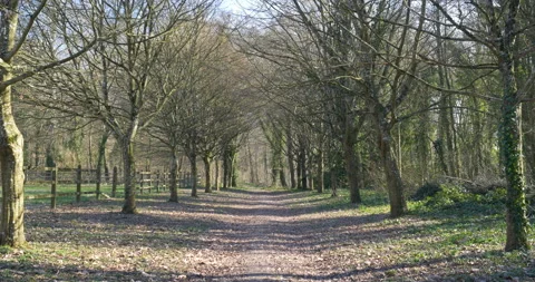Beautiful empty forest with pathway. natural holiday place Stock Footage 103824537