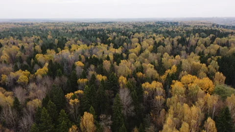 Beautiful endless autumn forest Stock Footage 96285330
