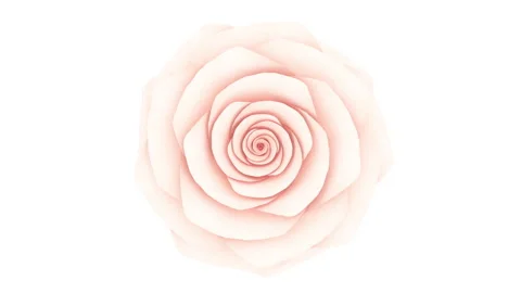 Beautiful Endless Blooming Rose 3d Animation on White Background Close-up Stock Footage 248530122