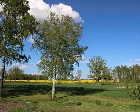 Beautiful endless rapeseed fields blooming with bright yellow flowers in May  Stock Photos