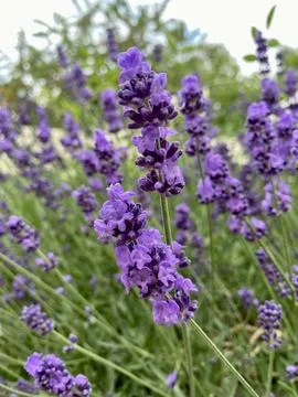 Beautiful English Lavender, White Rose Swani and Clematis Polish Spirit and Stock Photos