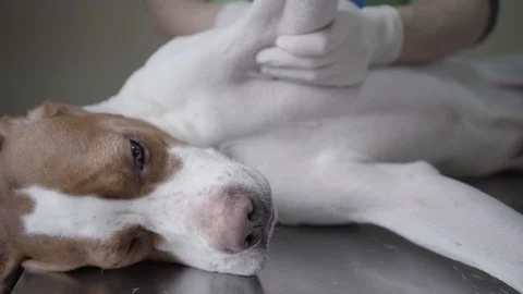 Beautiful English Pointer dog portrait in veterinary clinic lie down on the back Stock Footage 107410163