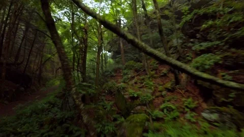 Beautiful Epic Through the Trees near cliff Face Video stock 201451414