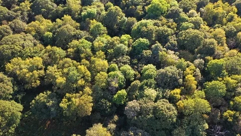 Beautiful Epping Forest with drone, north London, England. Stock Footage 116974936