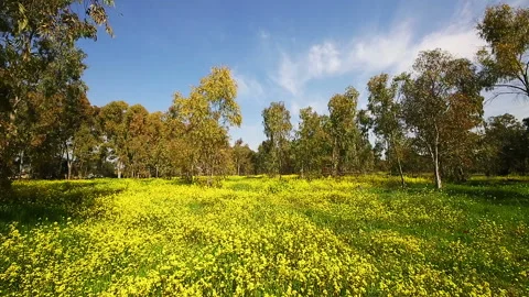 Beautiful eucalyptus grove Stock-Footage 97733821