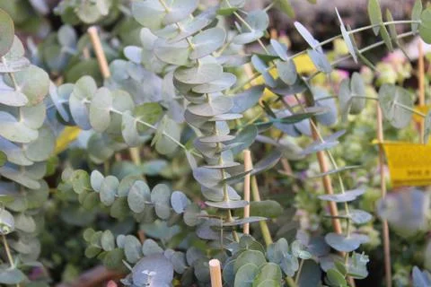 Beautiful eucalyptus Stock Photos