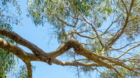 Beautiful eucalyptus tree branches against blue sky with gently swaying leaves, Stock Footage 58560965
