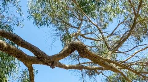 Beautiful eucalyptus tree branches against blue sky with gently swaying leaves, Stock Footage 58782536