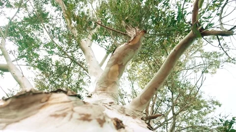 Beautiful eucalyptus tree Video stock 90891290