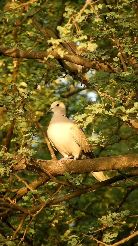 Beautiful Eurasian Collared Dove - 4k Vertical Footage Video stock 337962794