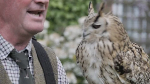Beautiful Eurasian eagle-owl Multiple Angles Slow Motion Vídeo Stock 120250872