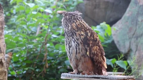 Beautiful Eurasian Eagle Owl Profile Staring Stock Footage 197663129