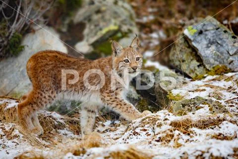 Beautiful eurasian lynx walks in the forest at early winter Stock Photos