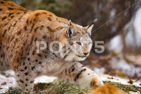 Beautiful eurasian lynx walks in the forest at early winter Stock Photos